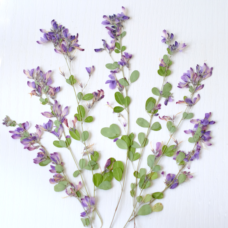 6 peças, Flores Secas Naturais - Resin Art Baby avaliação e preço