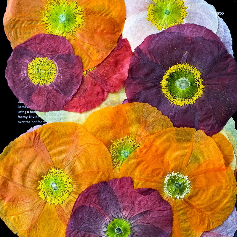 1 peça, Papoula Natural Prensa - Resin Art Baby avaliação e preço