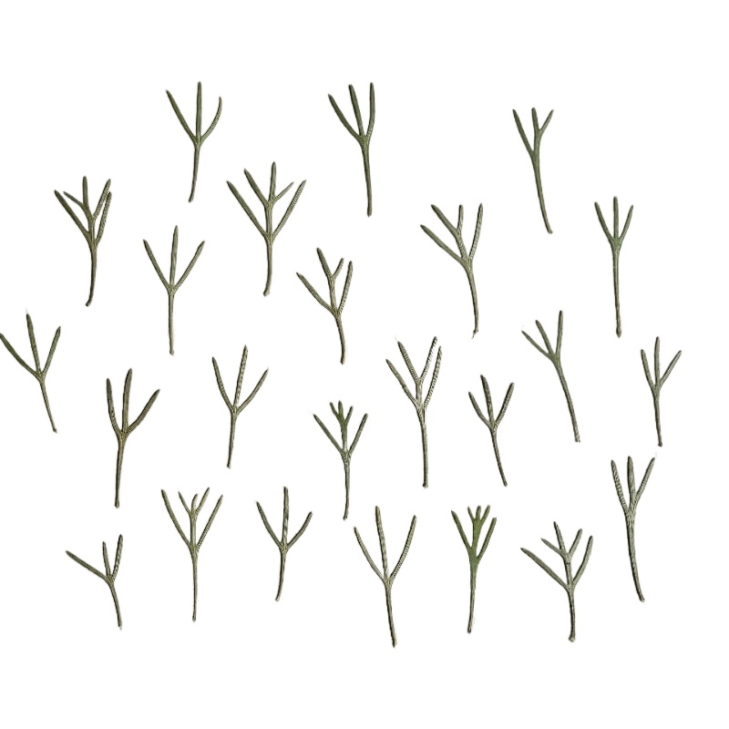 24 peças, Folhas de Achillea P - Resin Art Baby avaliação e preço