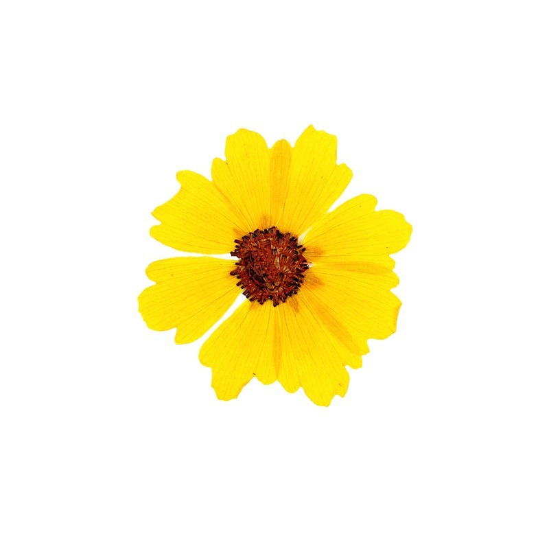 24 peças, Crisântemo Natural P - Resin Art Baby avaliação e preço