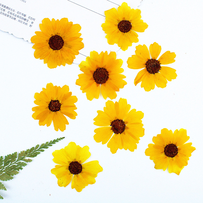 24 peças, Crisântemo Natural P - Resin Art Baby avaliação e preço