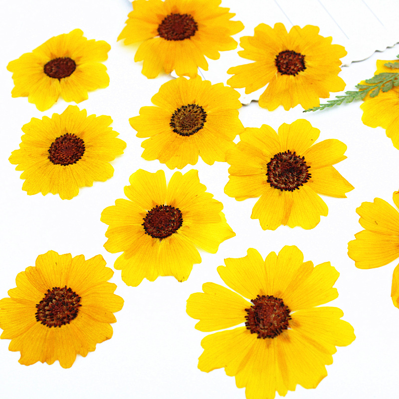 24 peças, Crisântemo Natural P - Resin Art Baby avaliação e preço